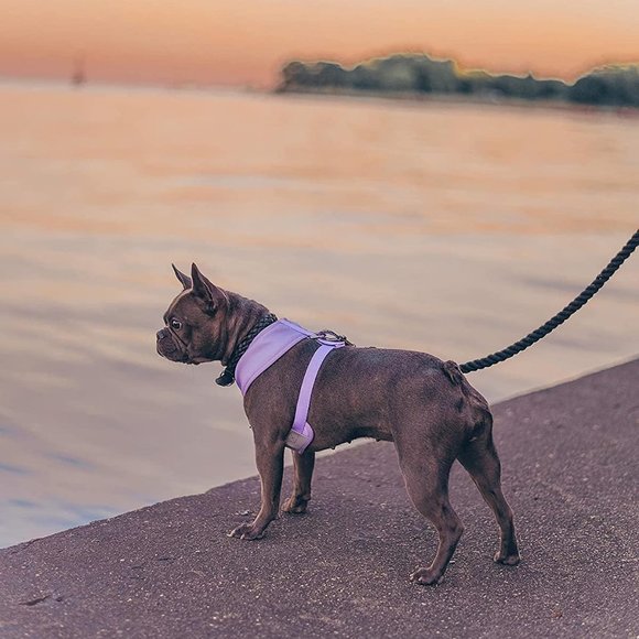 PETsRUS Premium No Pull Dog Harness 2 Leash Clips Purple Lavender Neoprene - Picture 9 of 9